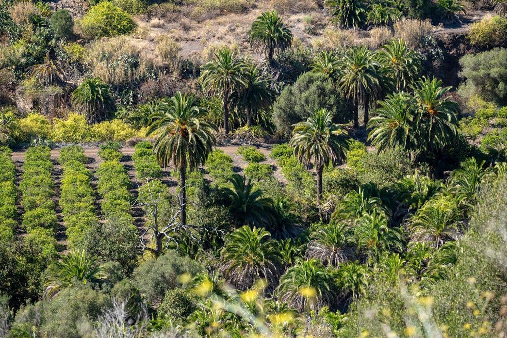 Cosy Bungalow Green Oasis Maspalomas  Dış mekan fotoğraf